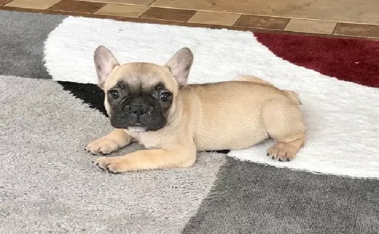 Frenchton Puppy Checklist: What You Really Need at Home?